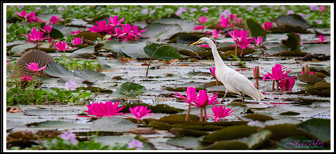 Kumarakom: Where Pink Water Lilies Bloom 